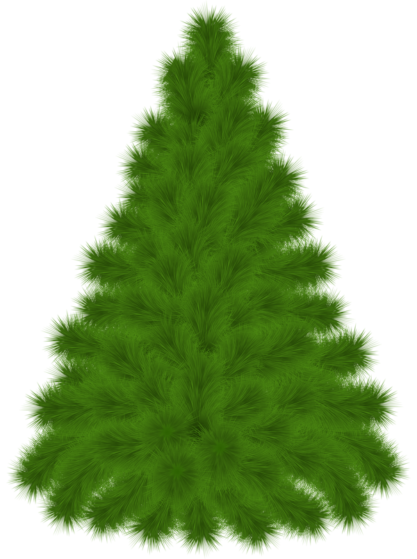 Transparent Tree Christmas Tree Pinus Contorta Fir Pine Family for Christmas