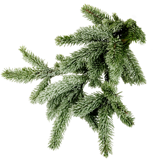 Transparent Spruce Twig New Year Tree Evergreen Pine Family for Christmas