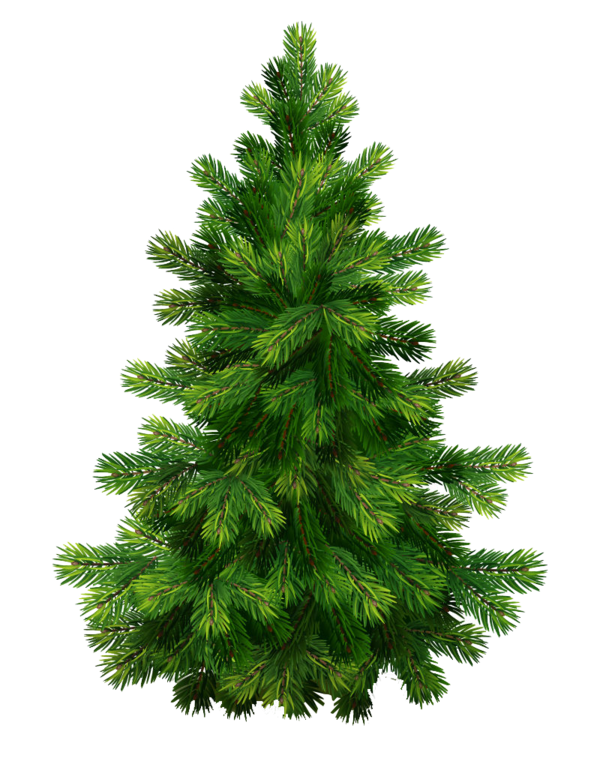 Transparent Pine Christmas Tree Tree Fir Pine Family for Christmas