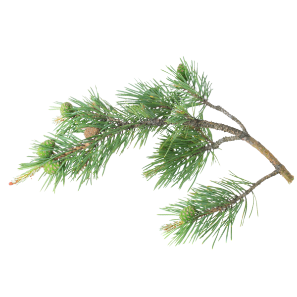 Transparent Fir Spruce Pine Pine Family Tree for Christmas