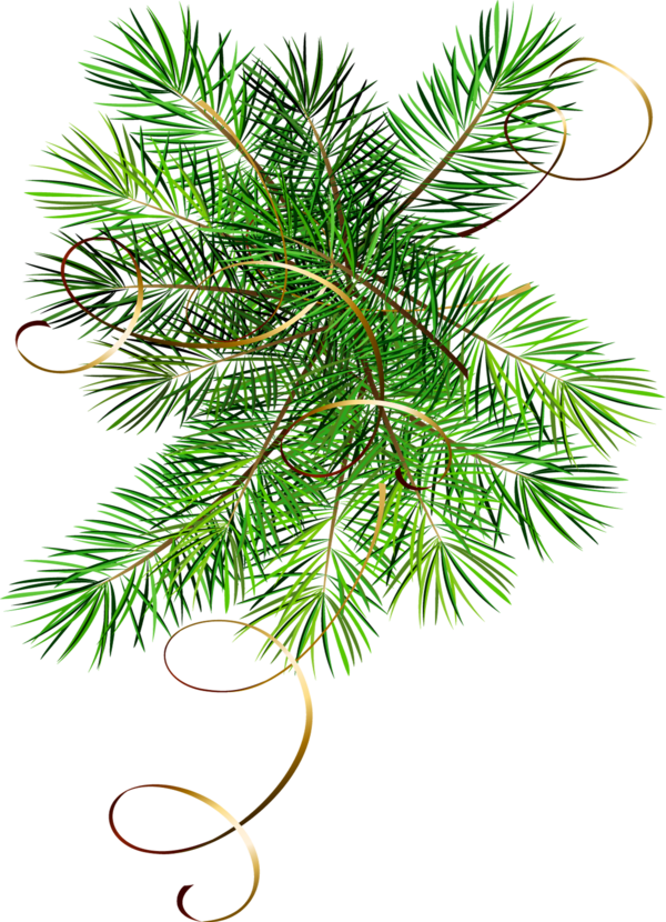 Transparent Christmas Fir Holiday Pine Family for Christmas