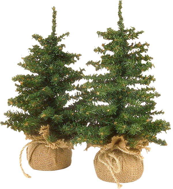 Transparent Christmas Ornament Spruce New Year Tree Fir Evergreen for Christmas