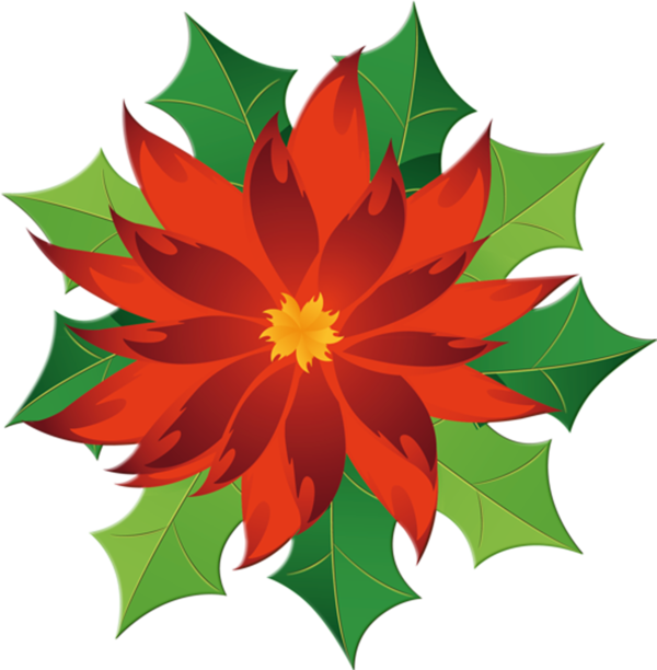 Transparent Clip Art Christmas Poinsettia Christmas Decoration Flower Leaf for Christmas