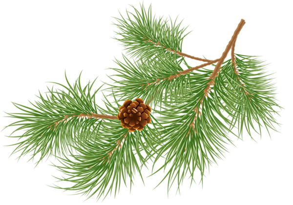 Transparent Christmas Pine Conifer Cone Fir Pine Family for Christmas