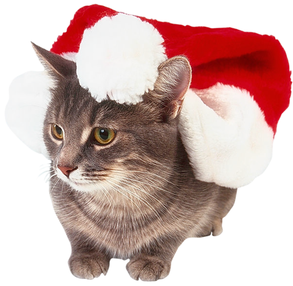 Transparent Cat Kitten Whiskers for Christmas