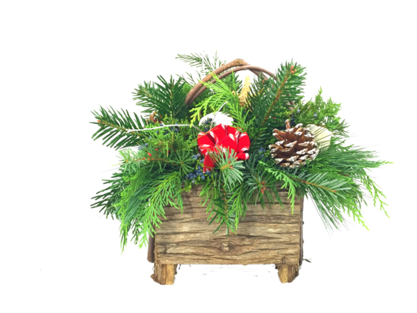 Transparent Spruce Balsam Fir Fraser Fir Fir Pine Family for Christmas
