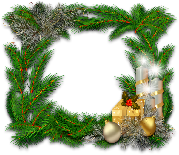 Transparent christmas White pine oregon pine Colorado spruce for Christmas Border for Christmas