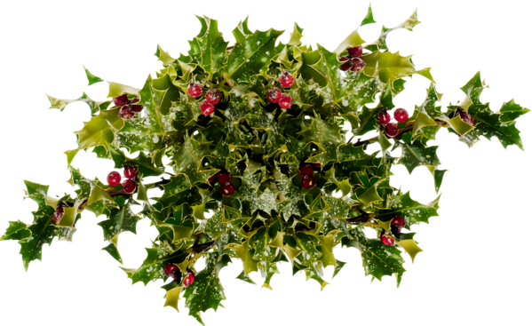 Transparent christmas Flower Plant Holly for Holly for Christmas