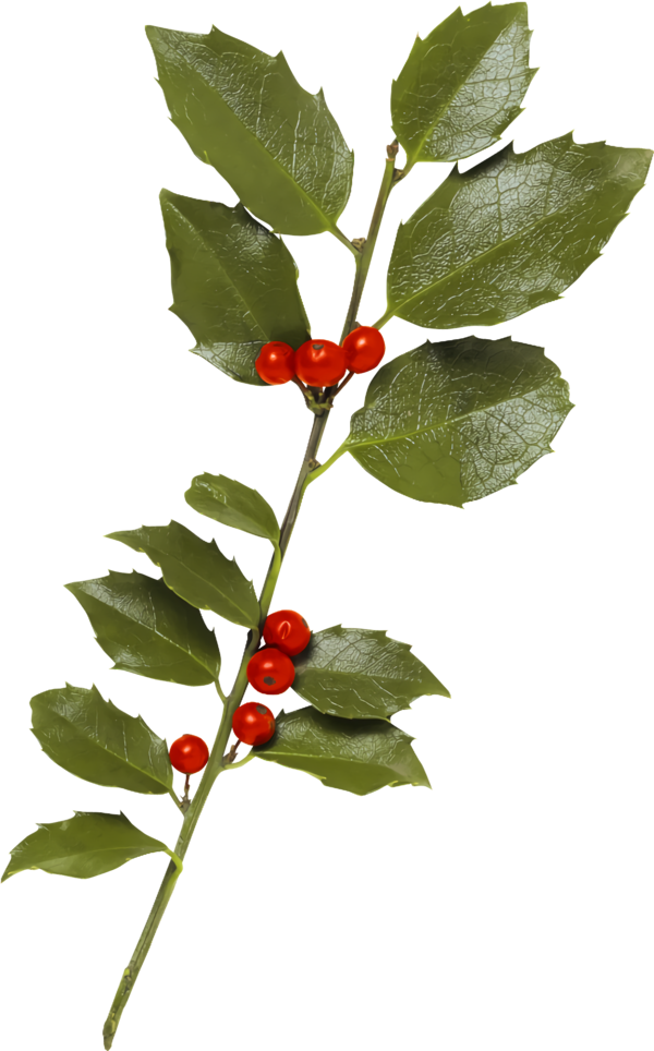 Transparent christmas Flower Plant Holly for Holly for Christmas