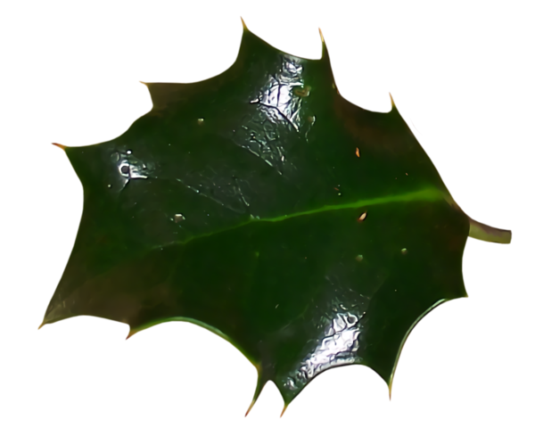 Transparent christmas Leaf Holly Plant for Holly for Christmas