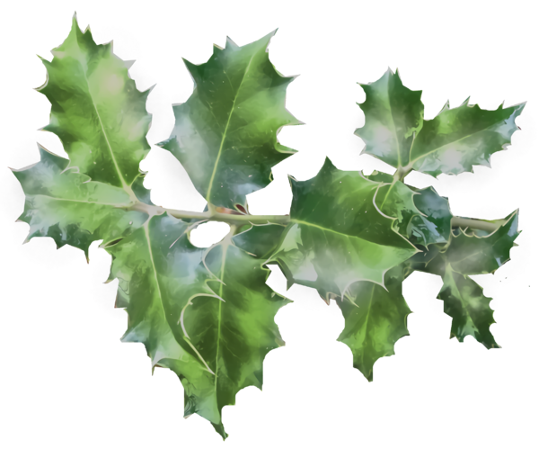 Transparent christmas Leaf Black oak Holly for Holly for Christmas