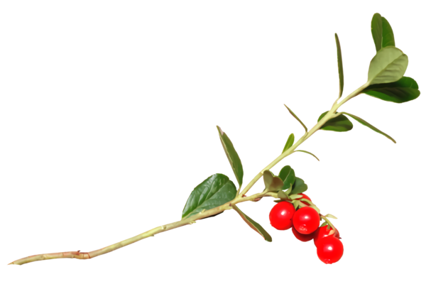 Transparent christmas Plant Flower Lingonberry for Holly for Christmas