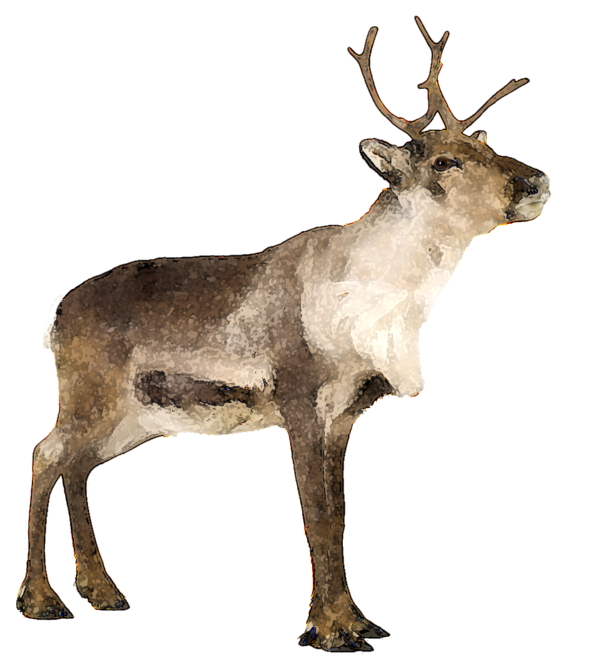 Transparent Complete Norwegian Norway Reindeer Elk Wildlife for Christmas