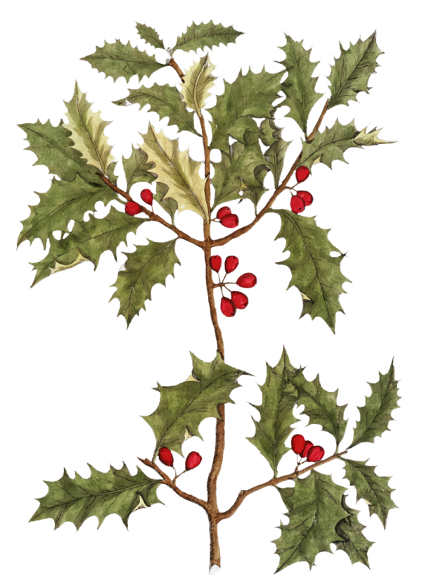 Transparent christmas Plant Tree Holly for Holly for Christmas