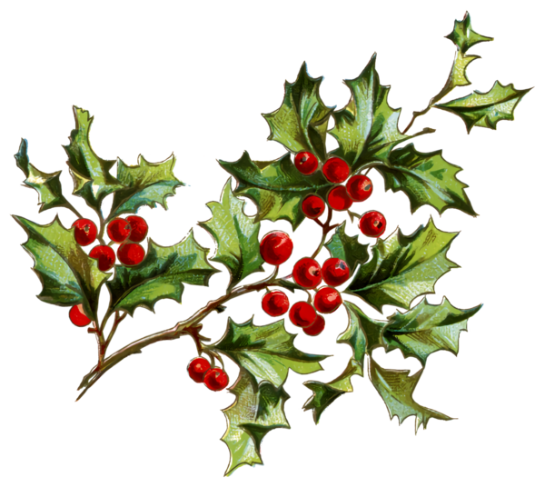 Transparent christmas Holly Plant Hawthorn for Holly for Christmas