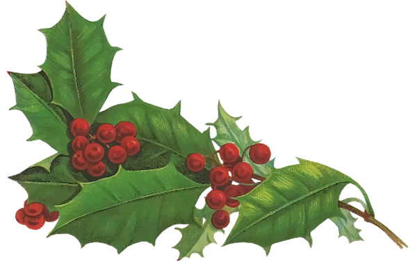 Transparent christmas Holly Plant Leaf for Holly for Christmas