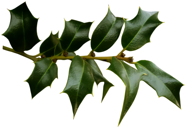 Transparent christmas Plant Leaf Tree for Holly for Christmas
