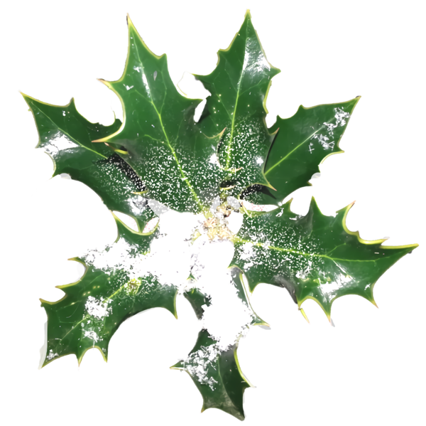 Transparent christmas Holly Leaf Plant for Holly for Christmas