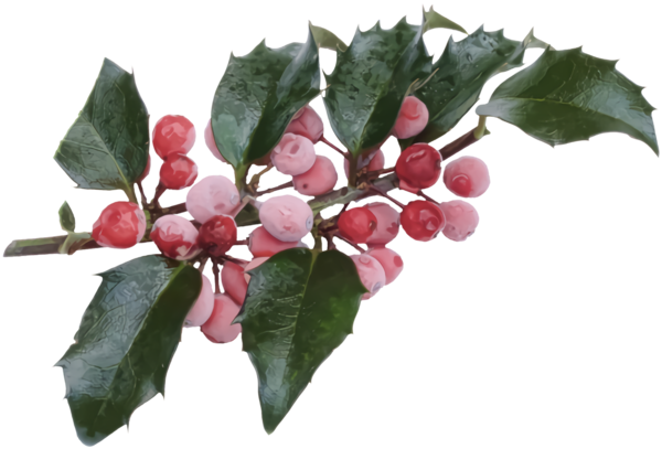 Transparent christmas Flower Plant Leaf for Holly for Christmas