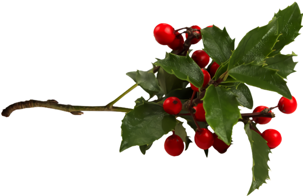 Transparent christmas Flower Plant Hawthorn for Holly for Christmas