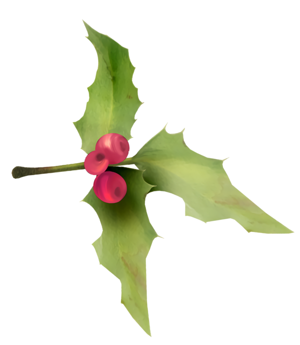 Transparent christmas Flower Holly Leaf for Holly for Christmas