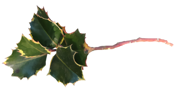 Transparent christmas Leaf Plant Flower for Holly for Christmas