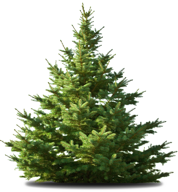 Transparent Nordmann Fir Deodar Cedar Christmas Tree Tree Spruce for Christmas