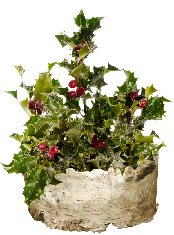 Transparent christmas Flower Flowerpot Plant for Holly for Christmas