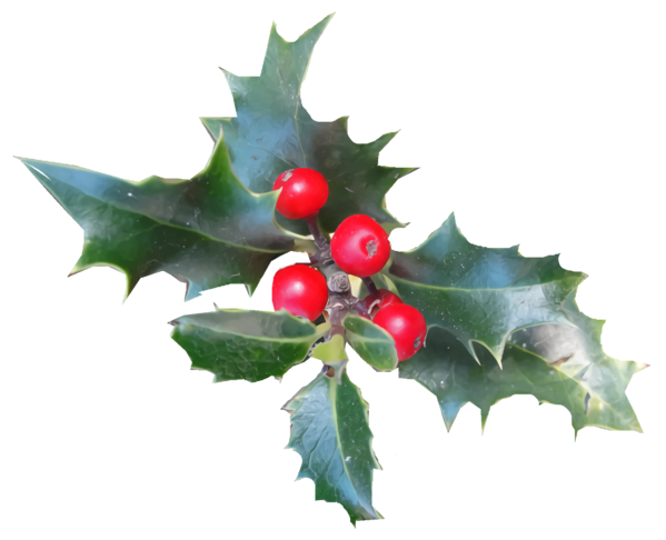 Transparent christmas Holly American holly Plant for Holly for Christmas