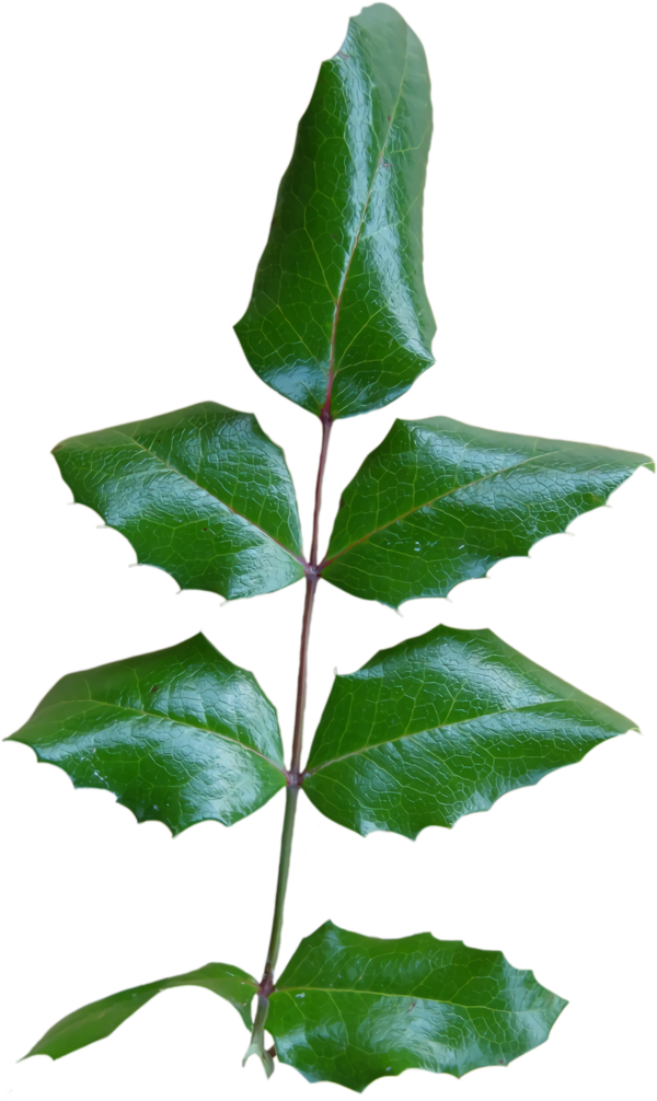 Transparent christmas Leaf Plant Flower for Holly for Christmas