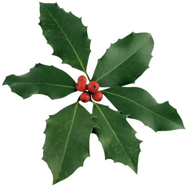 Transparent christmas Leaf Holly Flower for Holly for Christmas