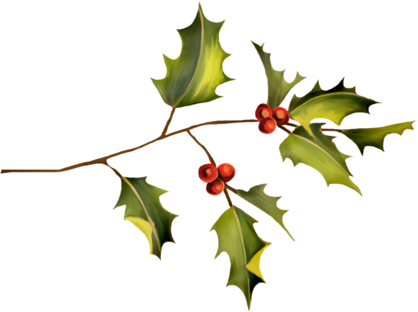 Transparent christmas Holly American holly Leaf for Holly for Christmas