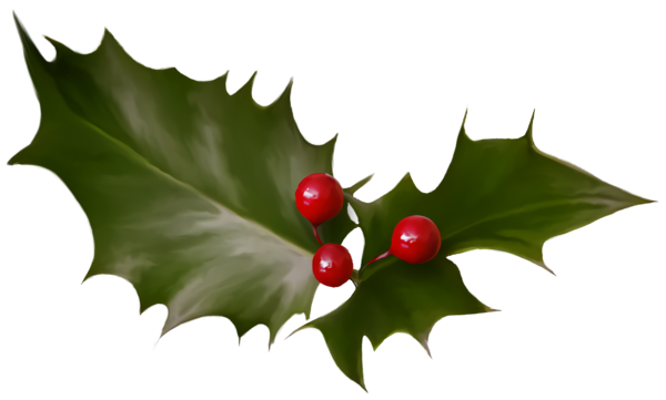 Transparent christmas Holly American holly Leaf for Holly for Christmas