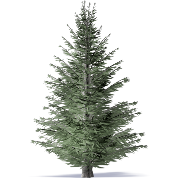 Transparent Pine Tree Fraser Fir Spruce for Christmas