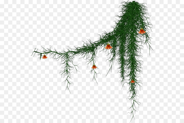 Transparent Jackson Spruce Christmas Tree Tree Pine Family for Christmas
