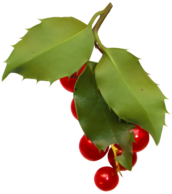 Transparent christmas Plant Flower Leaf for Holly for Christmas