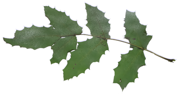 Transparent christmas Leaf Grape leaves Plant for Holly for Christmas
