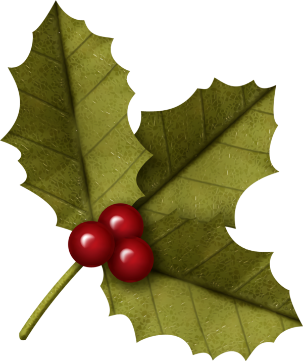 Transparent christmas Holly Leaf American holly for Holly for Christmas