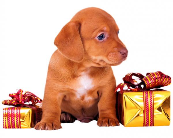 Transparent christmas Dog Vizsla Puppy for Christmas Gift for Christmas