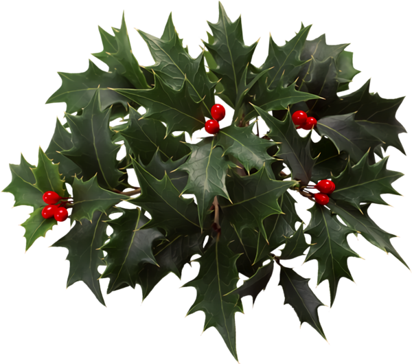 Transparent christmas Holly Plant Flower for Holly for Christmas