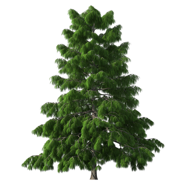 Transparent Spruce Christmas Tree Tree for Christmas