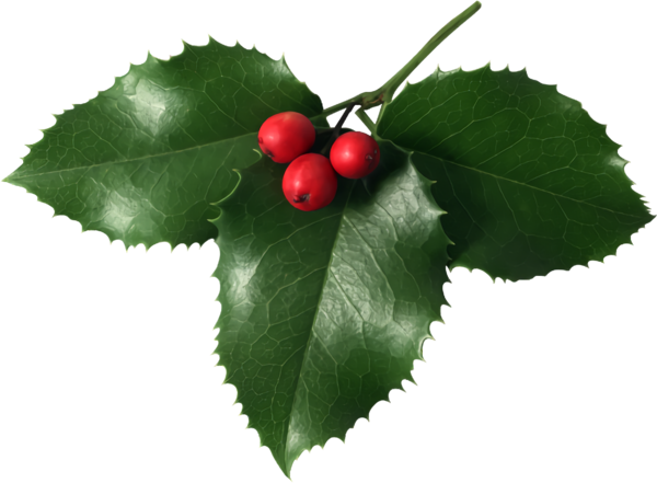 Transparent christmas Leaf Plant Cherry for Holly for Christmas