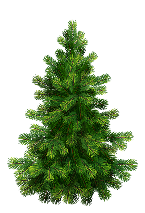 Transparent Pine Christmas Graphics Tree Spruce for Christmas