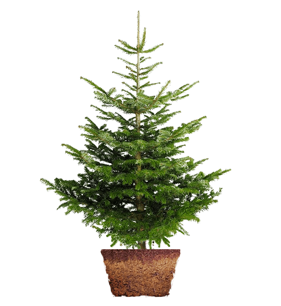 Transparent Christmas Tree Nordmann Fir Norway Spruce Spruce Tree for Christmas