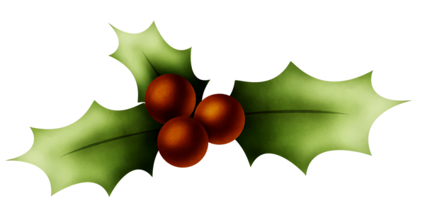 Transparent christmas Holly Leaf American holly for Holly for Christmas