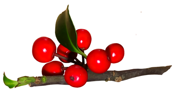 Transparent christmas Plant Berry Fruit for Holly for Christmas