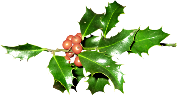 Transparent christmas Holly Plant American holly for Holly for Christmas