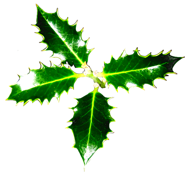 Transparent christmas Leaf Plant Holly for Holly for Christmas