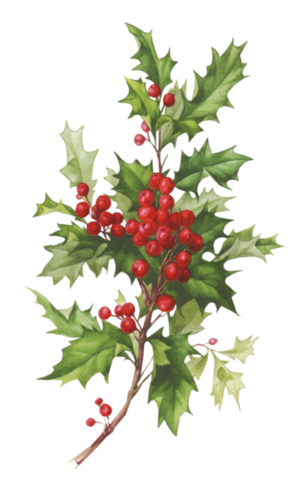 Transparent Christmas Santa Claus Christmas Card Aquifoliaceae Holly for Christmas