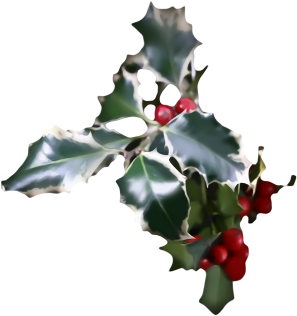 Transparent christmas Holly American holly Plant for Holly for Christmas